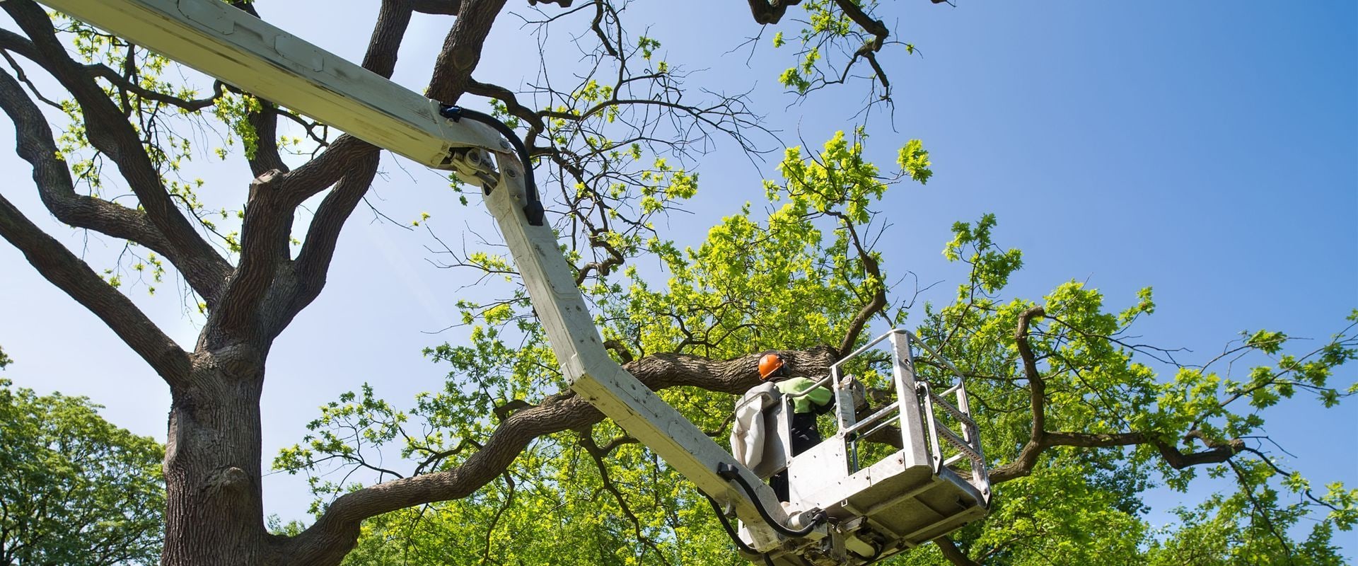 Professional Tree Care Removal Using Forestry Equipment In Leander, TX