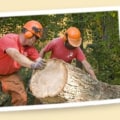 The Role Of Arborist Services In Modernizing Forestry Equipment In Haverhill, MA