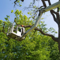 Professional Tree Care Removal Using Forestry Equipment In Leander, TX